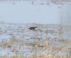Petrochelidon nigricans