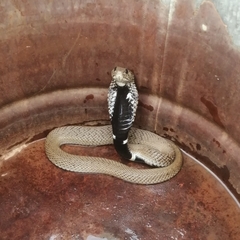 Hemachatus haemachatus