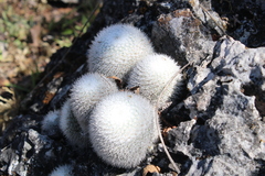 Mammillaria albilanata