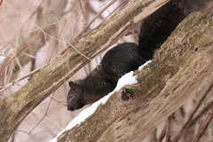Sciurus carolinensis
