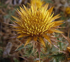 Carlina hispanica
