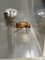 Cyclocephala lurida