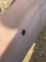 Frieseomelitta nigra