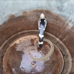 Hemachatus haemachatus