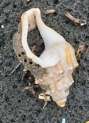 Neosabellaria kaiparaensis