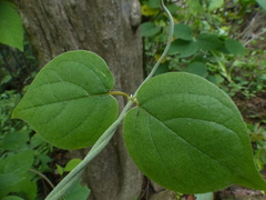 Aspidopterys cordata