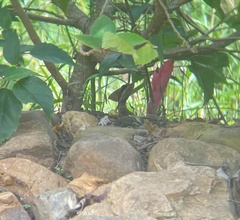 Basiliscus vittatus