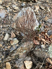 Hypericum gentianoides