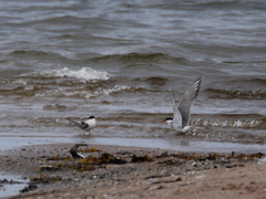 Sterna hirundo hirundo