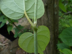 Aspidopterys cordata