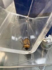 Cyclocephala lurida