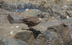 Cinclodes nigrofumosus