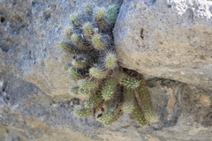 Echinocereus