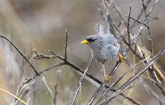 Xenospingus concolor