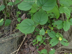 Aspidopterys cordata