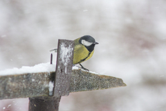 Parus major