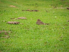 Chordeiles nacunda