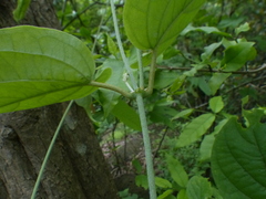 Aspidopterys cordata