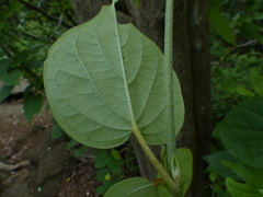 Aspidopterys cordata