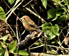Passerina cyanea