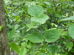 Aspidopterys cordata
