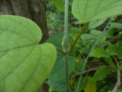 Aspidopterys cordata