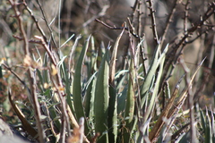 Agave palmeri