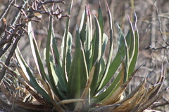 Agave palmeri
