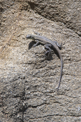 Microlophus quadrivittatus