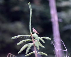 Phoenicurus phoenicurus phoenicurus