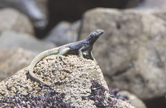 Microlophus quadrivittatus