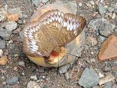 Tanaecia
