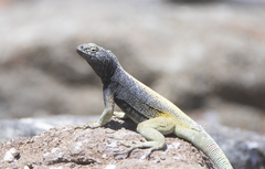 Microlophus quadrivittatus