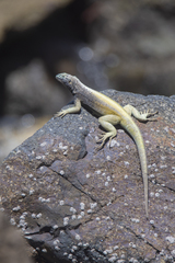 Microlophus quadrivittatus