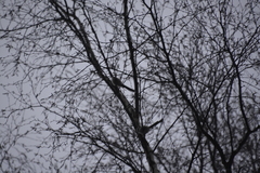 Aegithalos caudatus