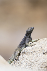 Microlophus quadrivittatus