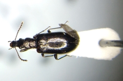 Salpingus viridiaeneus