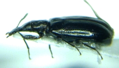 Salpingus viridiaeneus