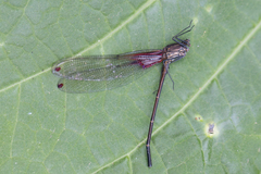 Hetaerina rosea