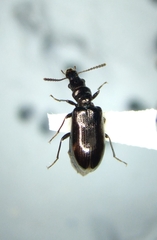 Salpingus viridiaeneus