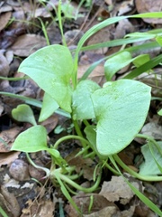 Claytonia perfoliata