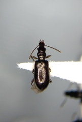 Salpingus viridiaeneus