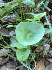 Claytonia perfoliata