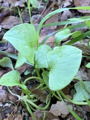 Claytonia perfoliata