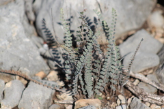 Astrolepis cochisensis