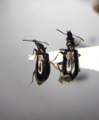 Salpingus viridiaeneus