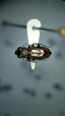 Notiophilus sylvaticus