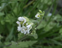 Arabis nova
