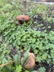 Xerocomellus dryophilus