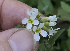 Arabis nova